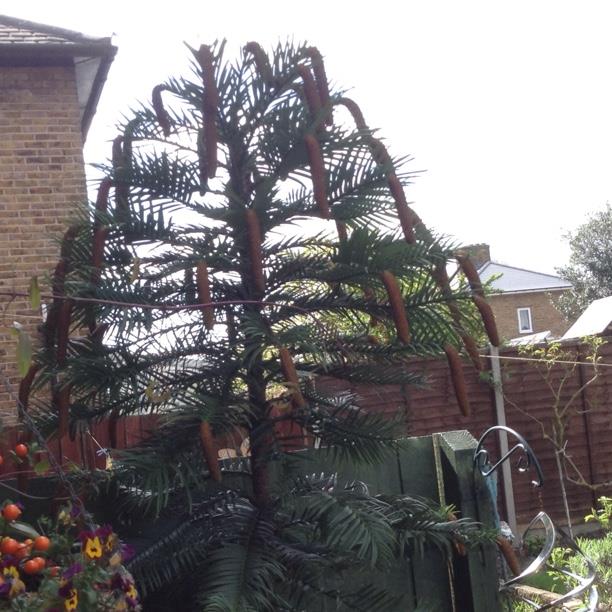 Wollemi Pine in the GardenTags plant encyclopedia