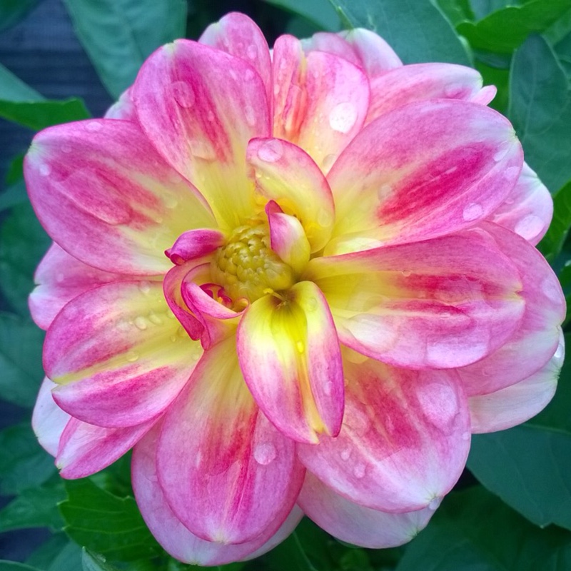 Dahlia Dalaya Shari in the GardenTags plant encyclopedia