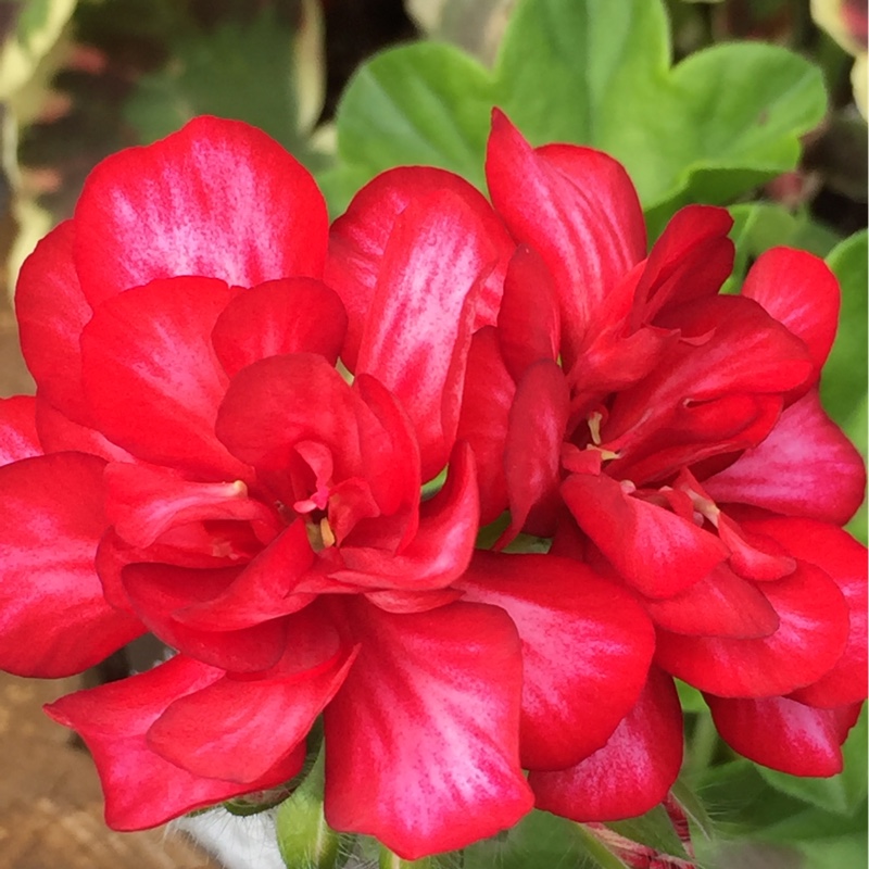 Pelargonium Arctic Red (Ivy Leaved) in the GardenTags plant encyclopedia