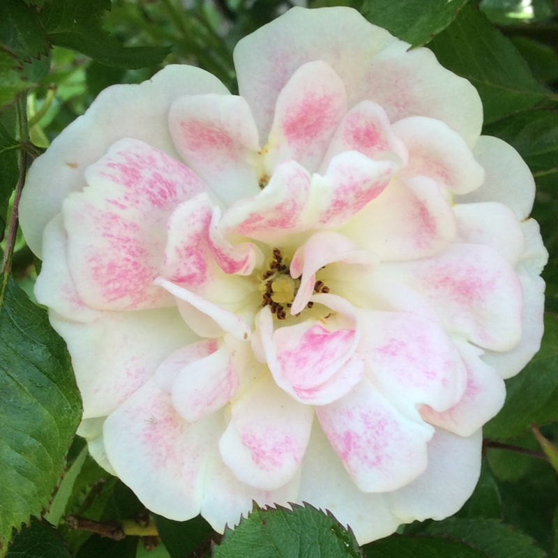 Rose The Hilda Ogden Rose (Miniature) in the GardenTags plant encyclopedia