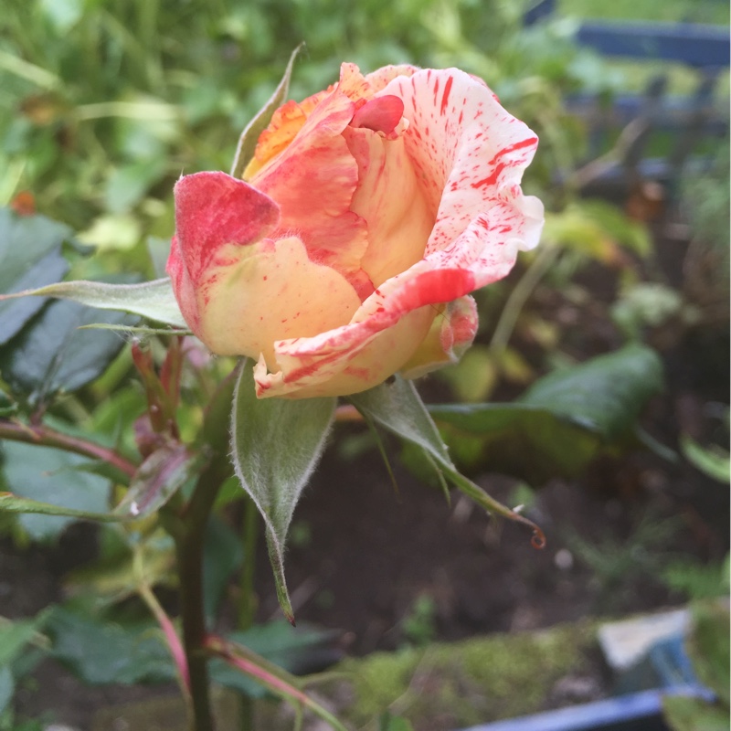 Rose Hanky Panky (Floribunda) in the GardenTags plant encyclopedia