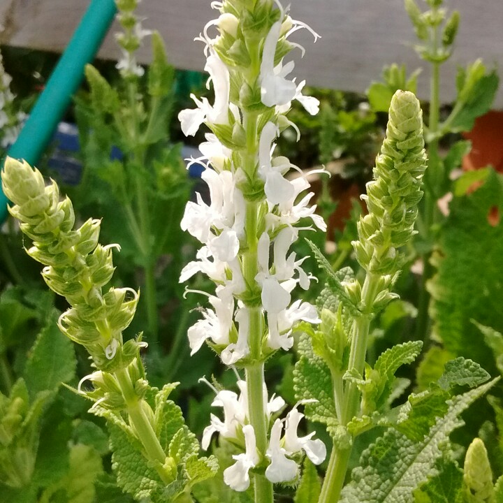 Balkan Clary Sage Snow Mound in the GardenTags plant encyclopedia