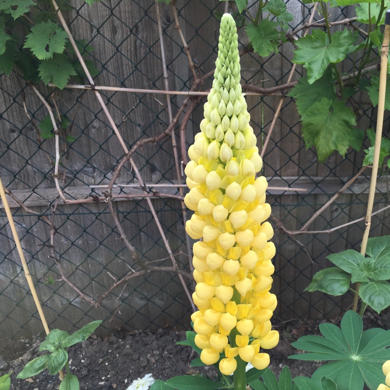 Lupin Desert Sun in the GardenTags plant encyclopedia