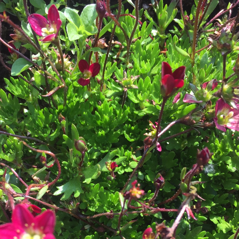 Saxifrage Touran Scarlet in the GardenTags plant encyclopedia