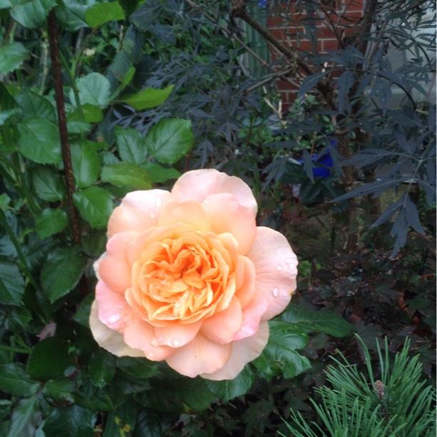 Rose Sunny Abundance (Floribunda) in the GardenTags plant encyclopedia