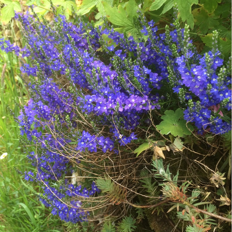 Prostrate Speedwell in the GardenTags plant encyclopedia