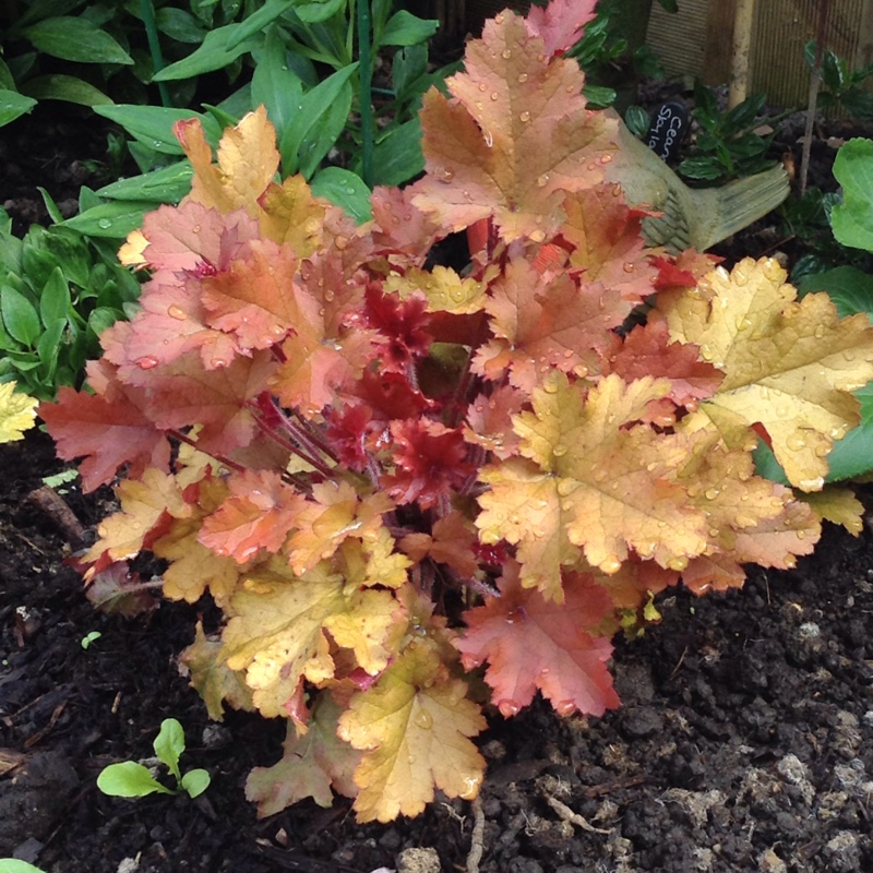 Alumroot Autumn Leaves in the GardenTags plant encyclopedia