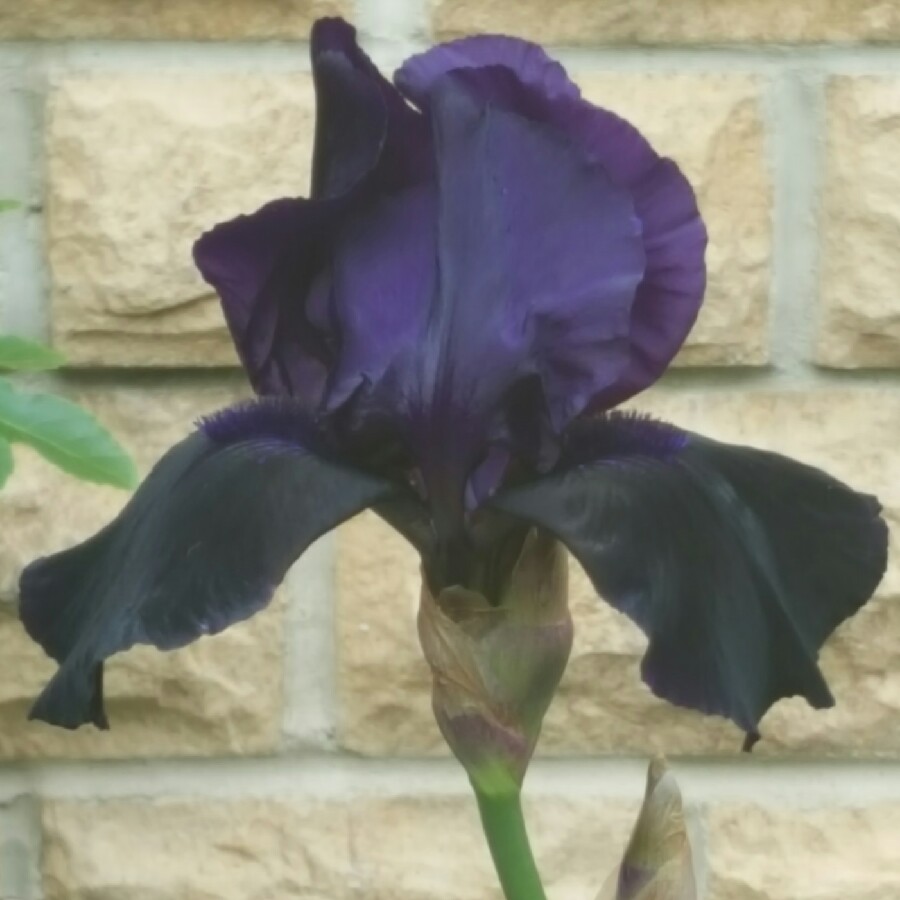 Bearded Iris Deep Black (Tall) in the GardenTags plant encyclopedia