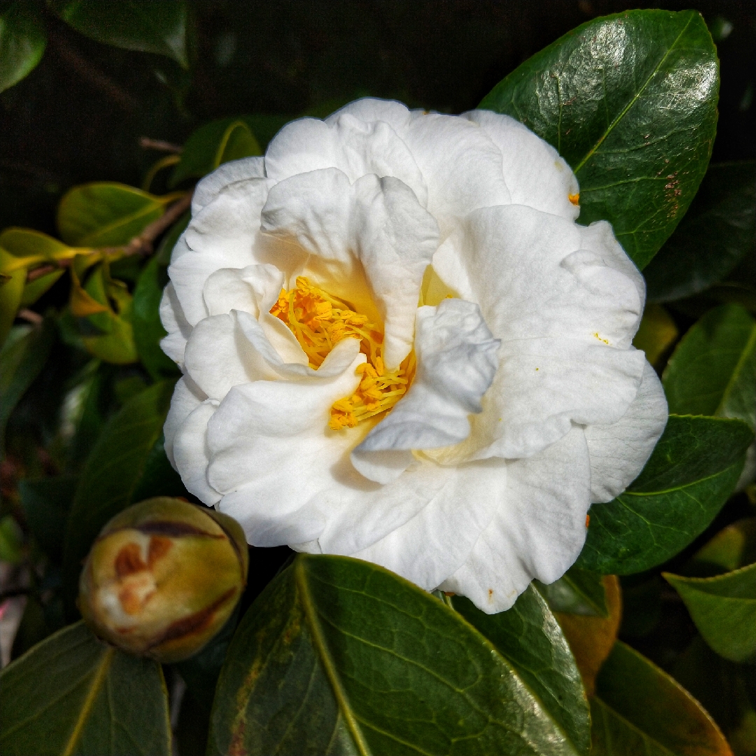 Camellia Swan Lake in the GardenTags plant encyclopedia