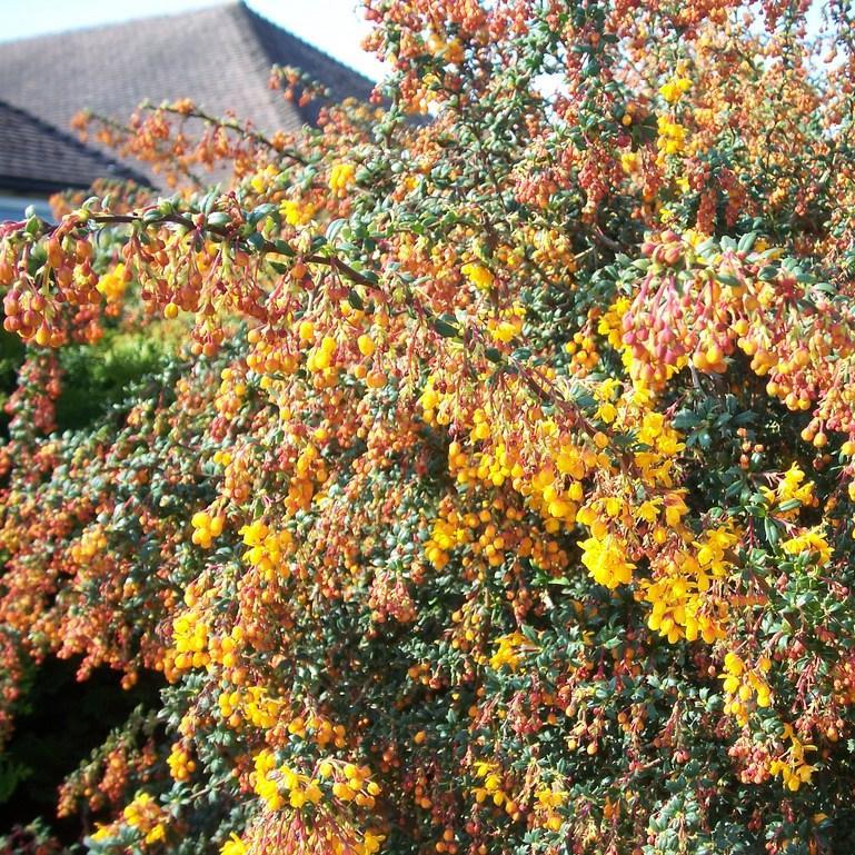 Narrow-leafed Barberry in the GardenTags plant encyclopedia