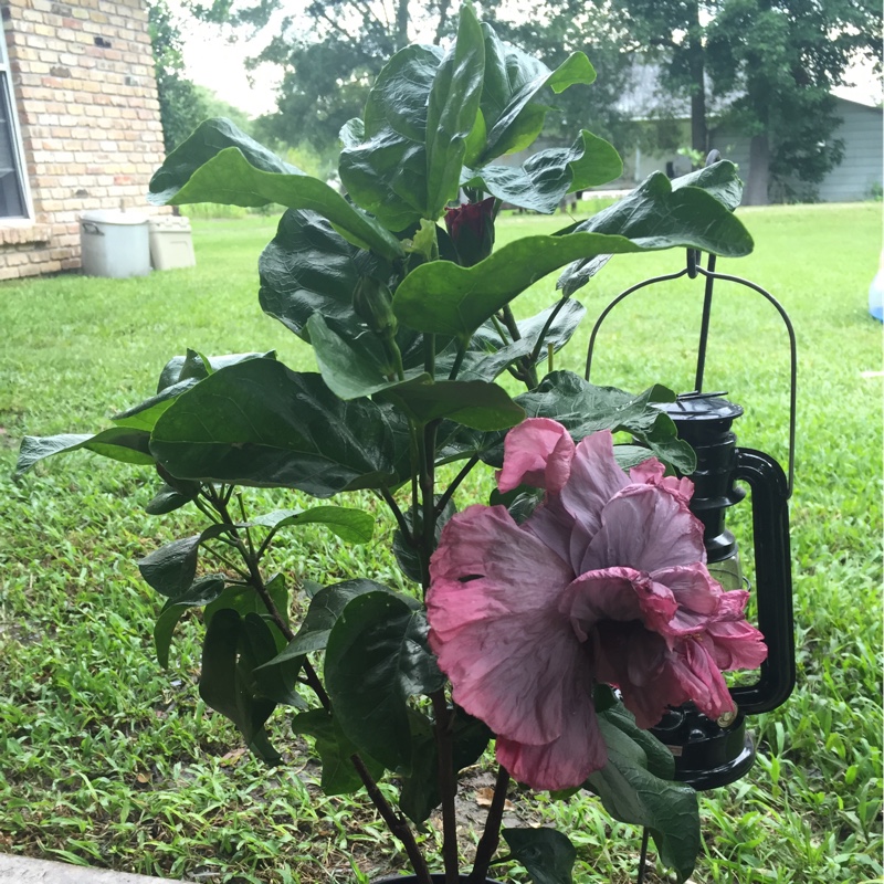 Hibiscus Stormy Days in the GardenTags plant encyclopedia