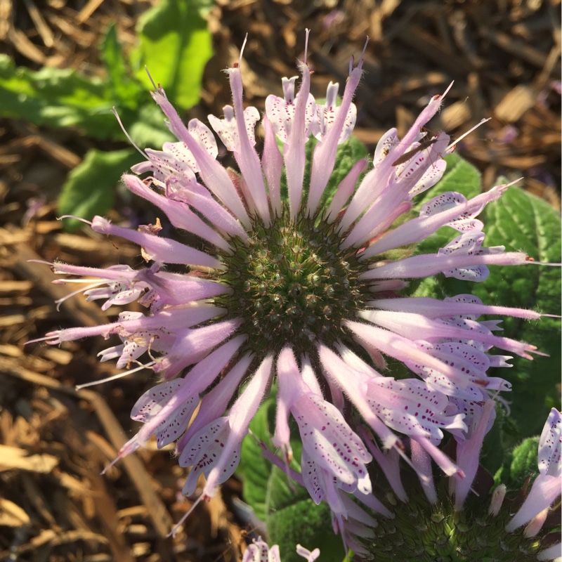 Bergamot Leading Lady Lilac in the GardenTags plant encyclopedia