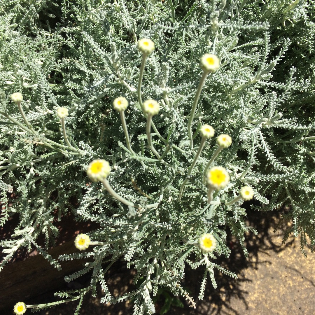 Dwarf Cotton Lavender Nana in the GardenTags plant encyclopedia