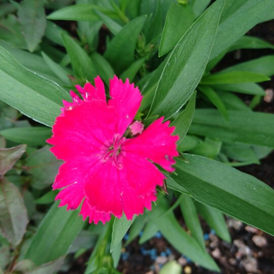 Dianthus barbatus 'Magenta', Sweet William 'Magenta' in GardenTags ...