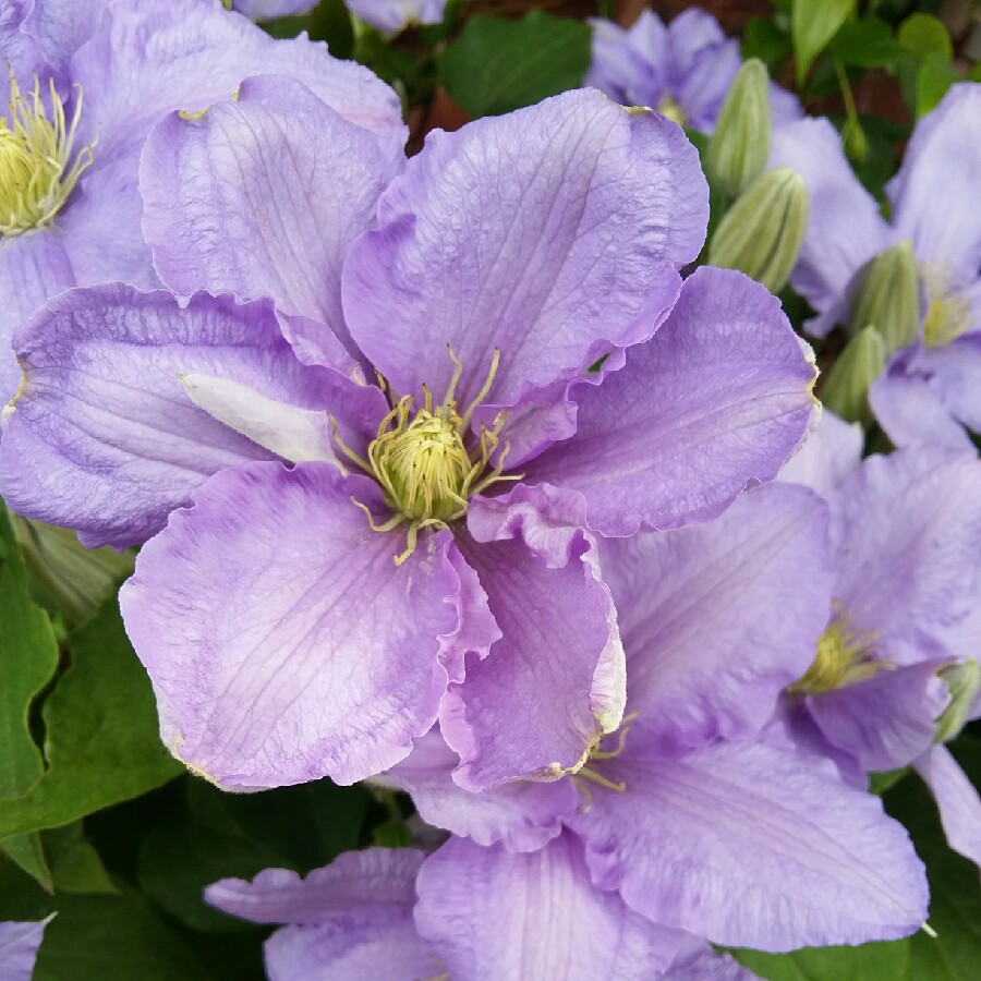 Clematis Cezanne™ in the GardenTags plant encyclopedia