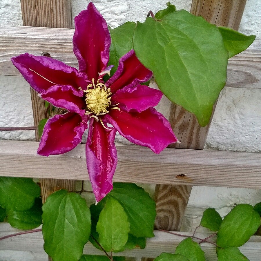 Clematis Varenne in the GardenTags plant encyclopedia