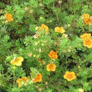 Potentilla Fruticosa 'hopleys Orange' Poster By Geoff