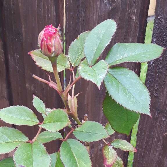 Rose Charles Rennie Macintosh in the GardenTags plant encyclopedia