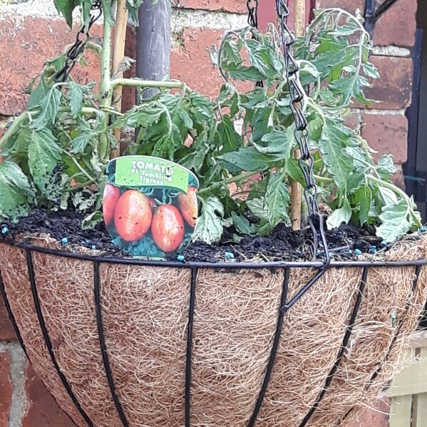 Tomato Tumbling Tigress (Trailing Plum Tomato) in the GardenTags plant encyclopedia