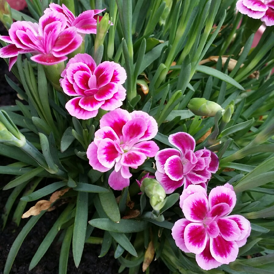 Rainbow Pink in the GardenTags plant encyclopedia