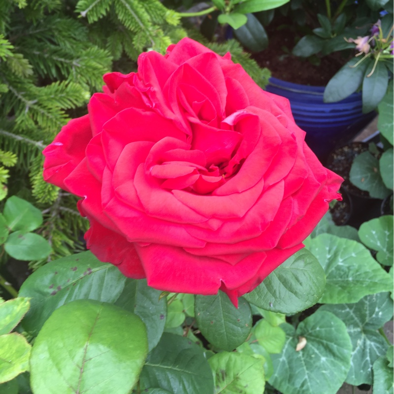 Hybrid Tea Rose Loving Memory in the GardenTags plant encyclopedia