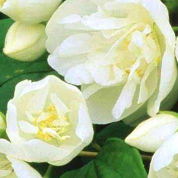 Mock Orange Virginal in the GardenTags plant encyclopedia