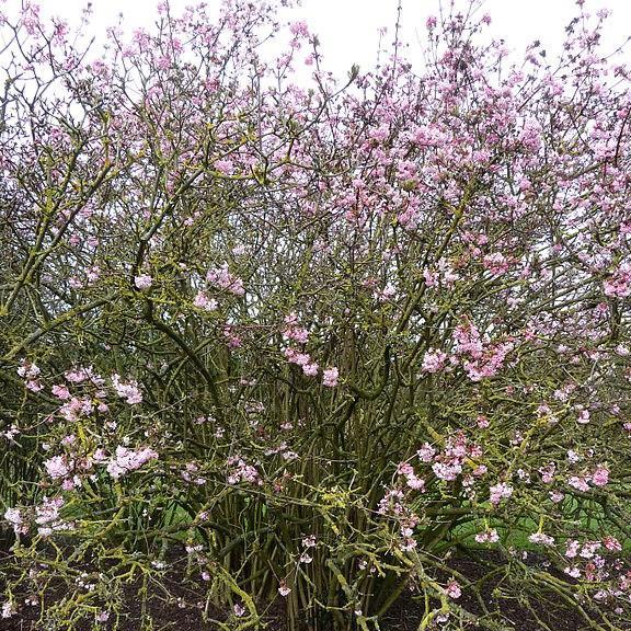 Bodnant Viburnum Dawn in the GardenTags plant encyclopedia