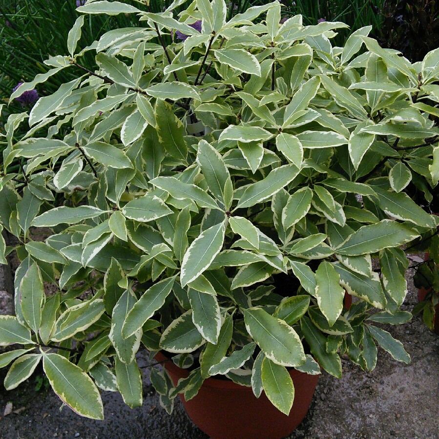 Lemonwood Variegatum in the GardenTags plant encyclopedia