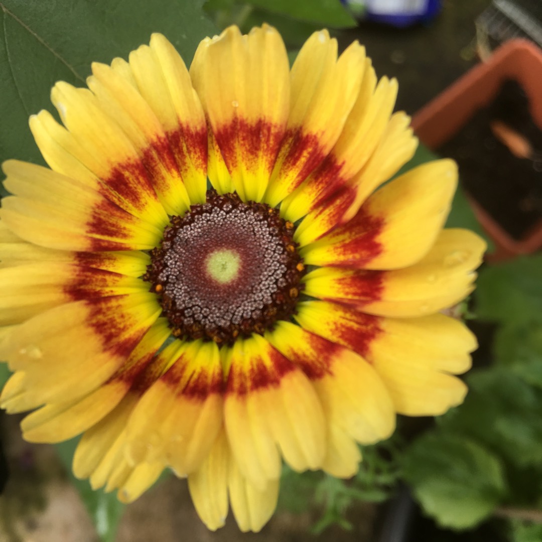 Crown daisy in the GardenTags plant encyclopedia