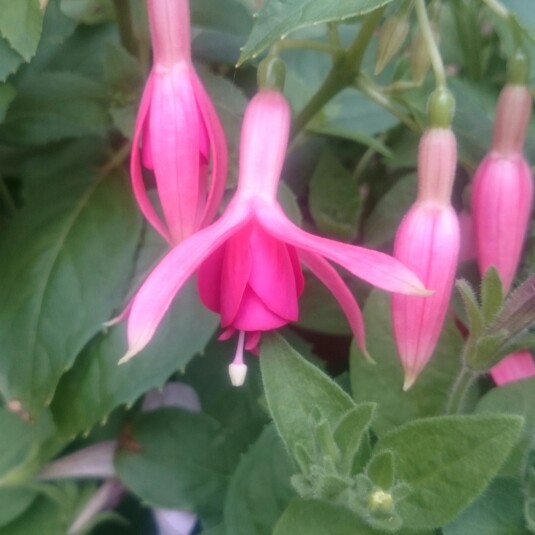 Fuchsia Patricia Hodge in the GardenTags plant encyclopedia