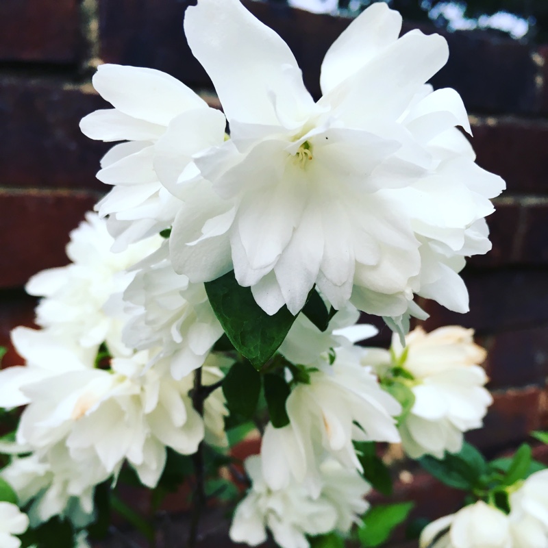 Mock Orange Snowbelle in the GardenTags plant encyclopedia