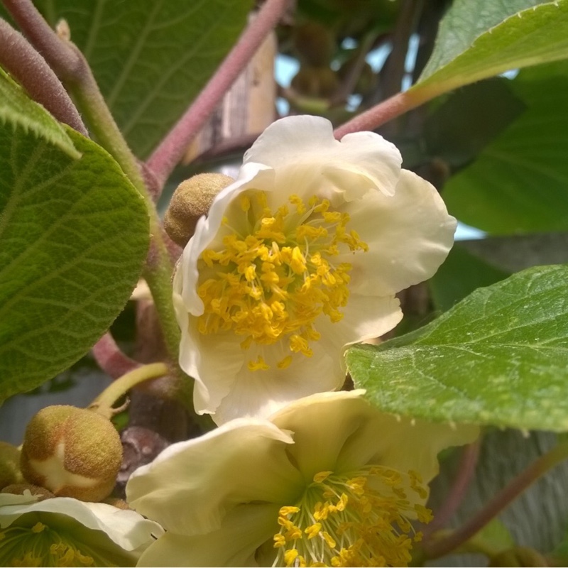 Kiwi Solo in the GardenTags plant encyclopedia