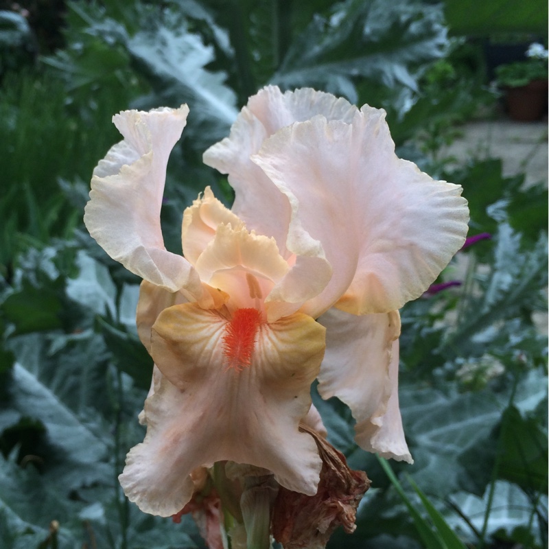 Bearded Iris Party Dress (Tall) in the GardenTags plant encyclopedia