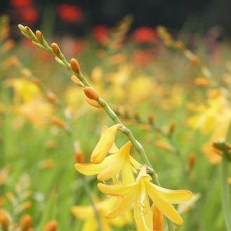 Montbretia George Davison in the GardenTags plant encyclopedia