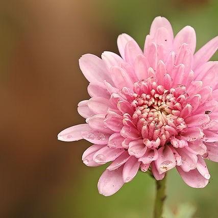 Chrysanthemum Twilight Pink Daisy in the GardenTags plant encyclopedia