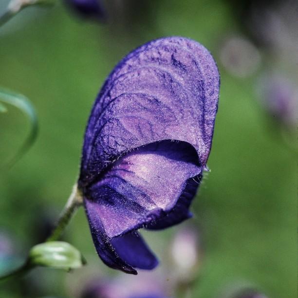 Monkshood Barkers Variety in the GardenTags plant encyclopedia