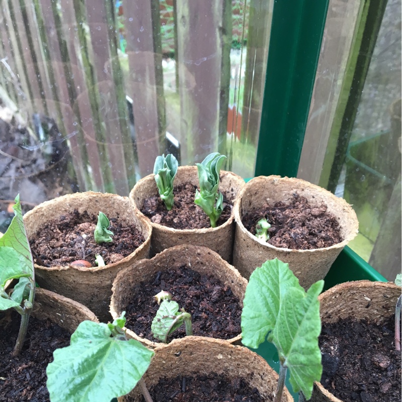 Runner Bean Hestia (Dwarf) in the GardenTags plant encyclopedia