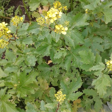 White Mustard Tilney in the GardenTags plant encyclopedia