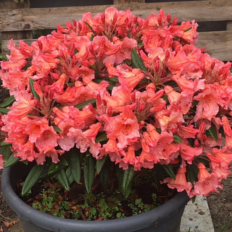 Rhododendron Tortoiseshell Orange in the GardenTags plant encyclopedia