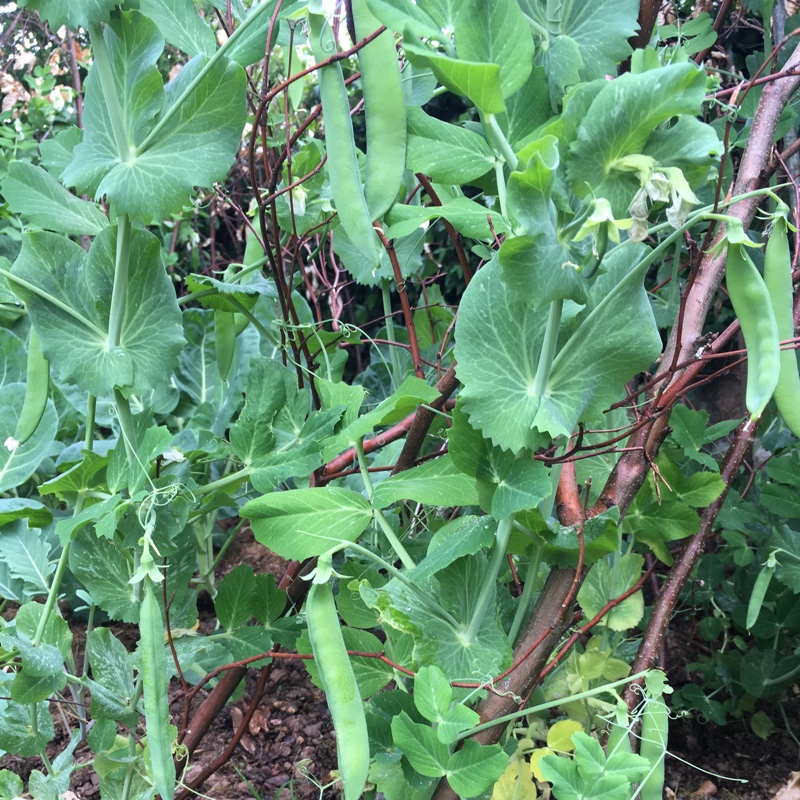 Pea Kelvedon Wonder in the GardenTags plant encyclopedia