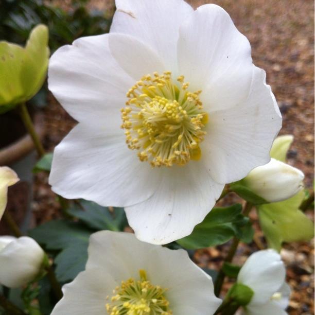 Hellebore (Species) Christmas Rose in the GardenTags plant encyclopedia