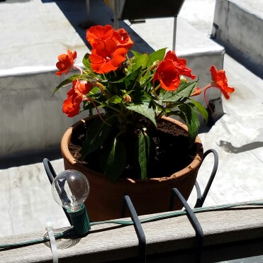 Sunpatiens Compact Red in the GardenTags plant encyclopedia