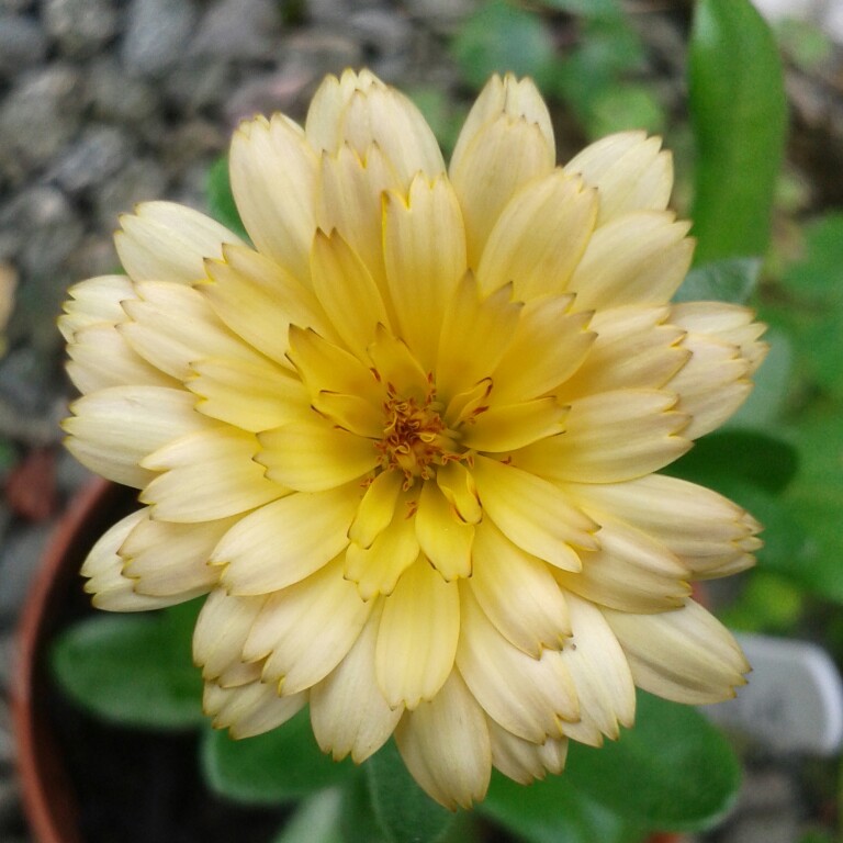 Marigold Peach Polar in the GardenTags plant encyclopedia