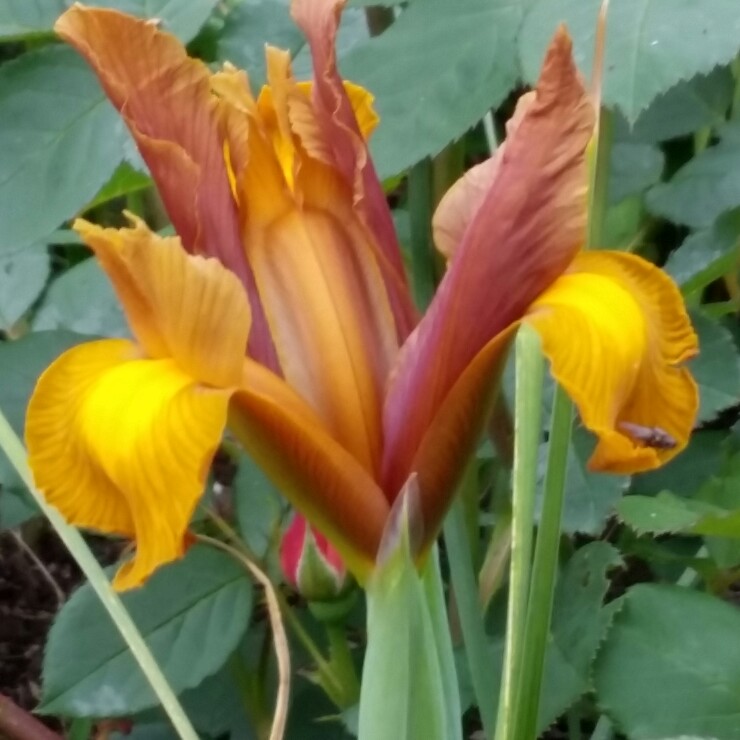 Dutch Iris Bronze Beauty in the GardenTags plant encyclopedia