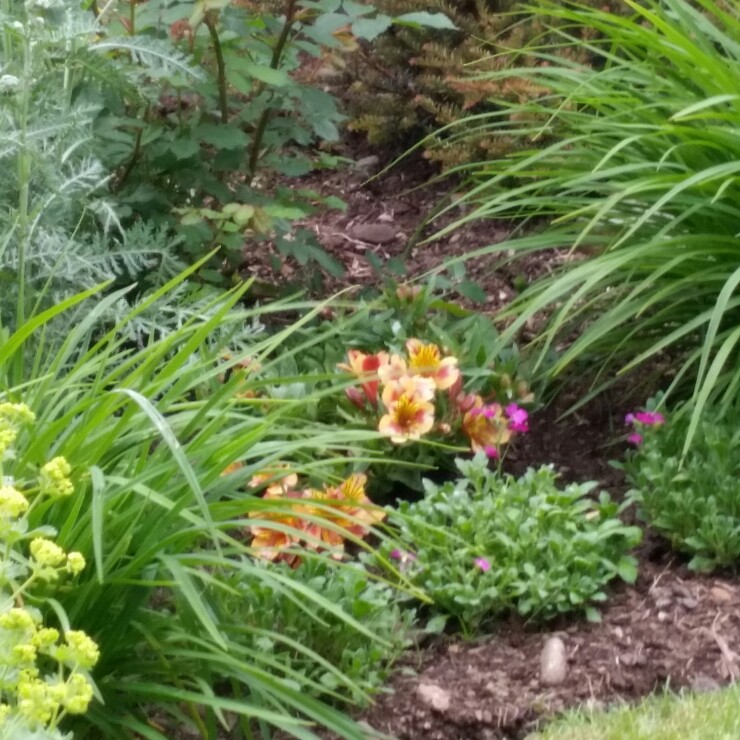 Peruvian Lily Princess Sara in the GardenTags plant encyclopedia