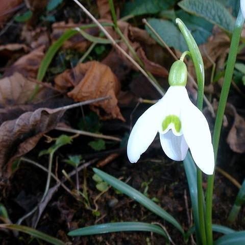 Snowdrop (Species) Common Snowdrop in the GardenTags plant encyclopedia