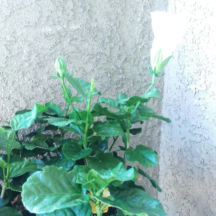 Tropical Hibiscus Whipped Cream in the GardenTags plant encyclopedia