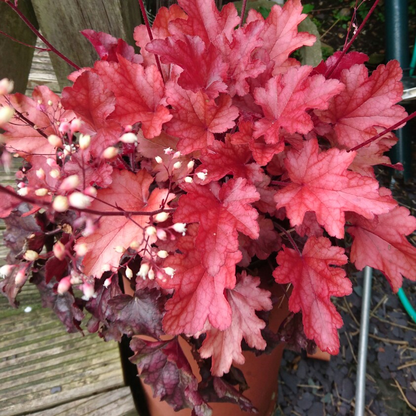 Alumroot Fireworks in the GardenTags plant encyclopedia