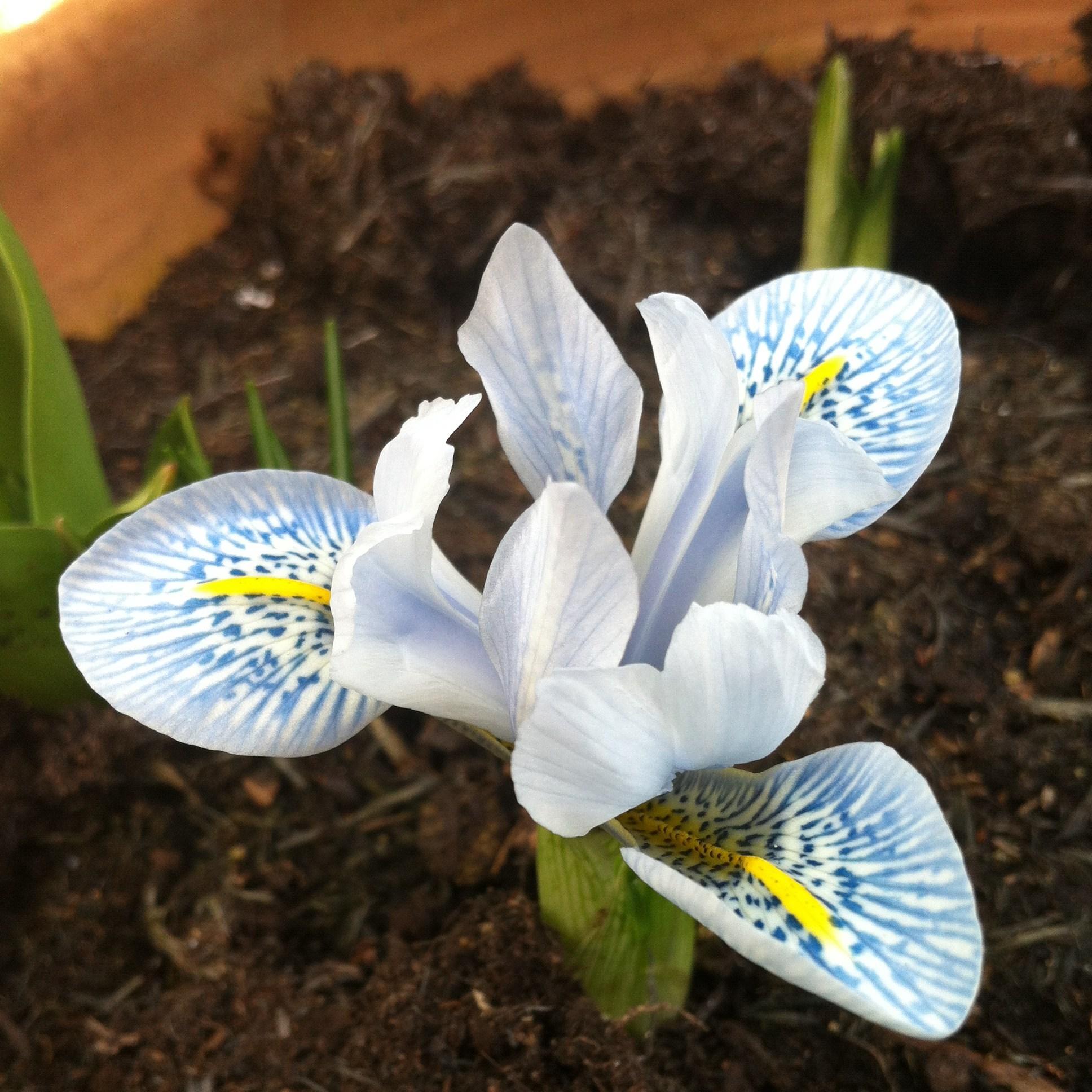 Reticulate Iris Sheila Ann Germaney in the GardenTags plant encyclopedia