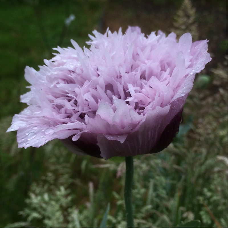 Opium Poppy Lilac Time in the GardenTags plant encyclopedia